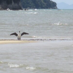 Birds & Water Meditation