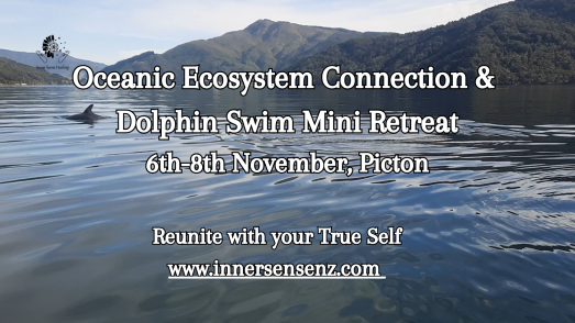 Oceanic Ecosystem Connection & Dolphin Swim